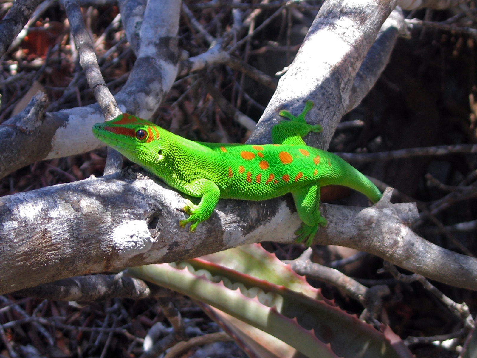 Phelsuma m. grandis. grandis 4 NDC